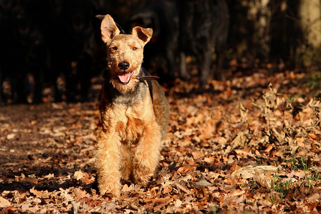 Welsh Terrier - Race de chien