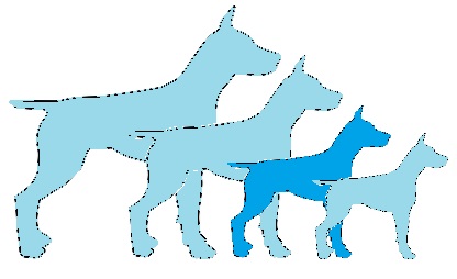 format race chien